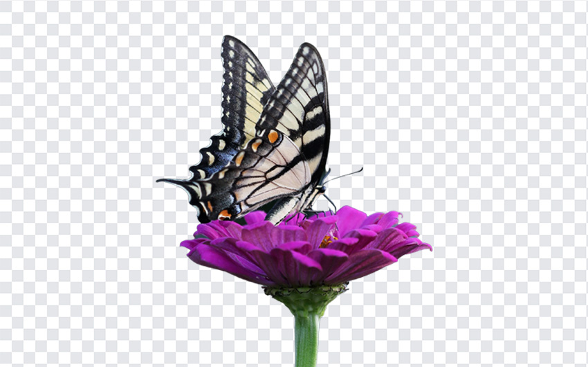 Butterfly on a Flower