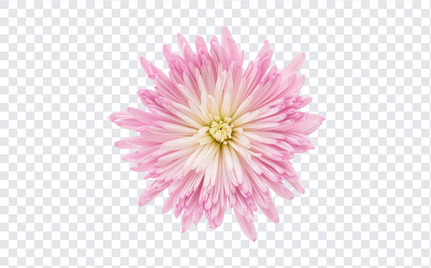 Pink Flower PNG