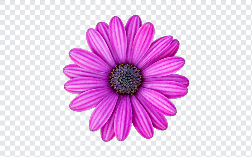 Purple Osteospermum Daisy Flower