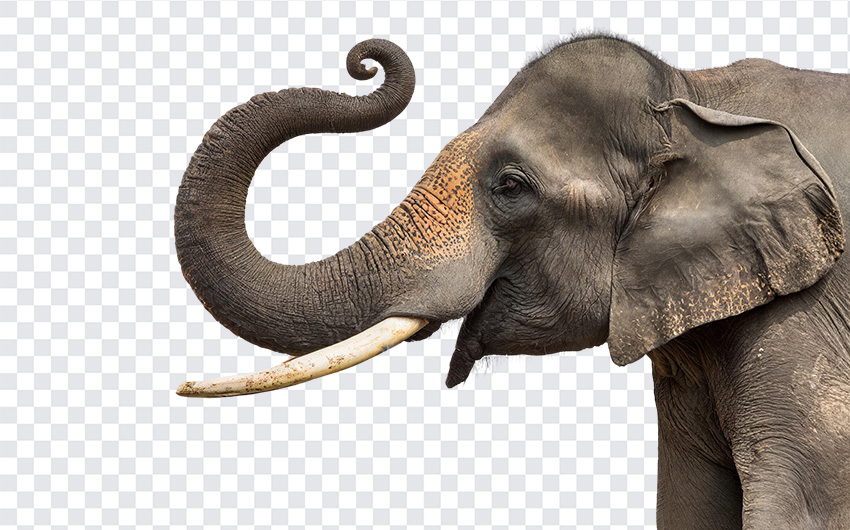 Majestic Elephant PNG